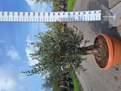 Olijfboom Olea Europea in schaal