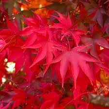 Acer palmatum 'Osakazuki'