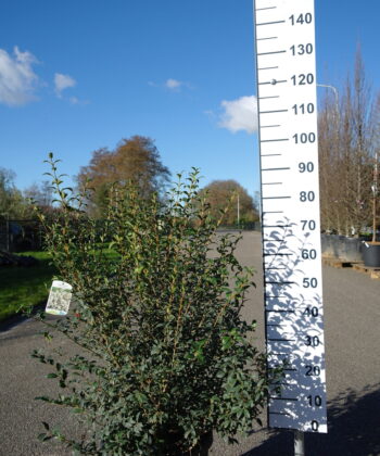 Osmanthus Burkwoodii