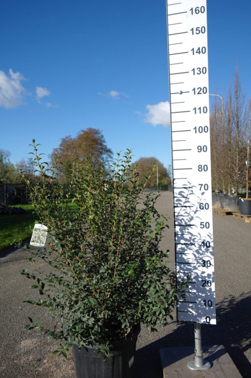 Osmanthus Burkwoodii