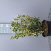 Osmanthus heterophyllus Variegatus