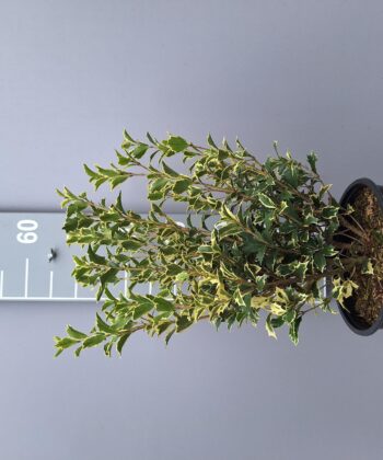 Osmanthus heterophyllus Variegatus