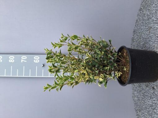 Osmanthus heterophyllus Variegatus