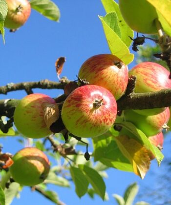 Oude fruitbomen