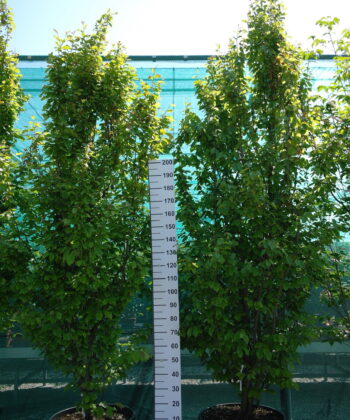 Parrotia Persica