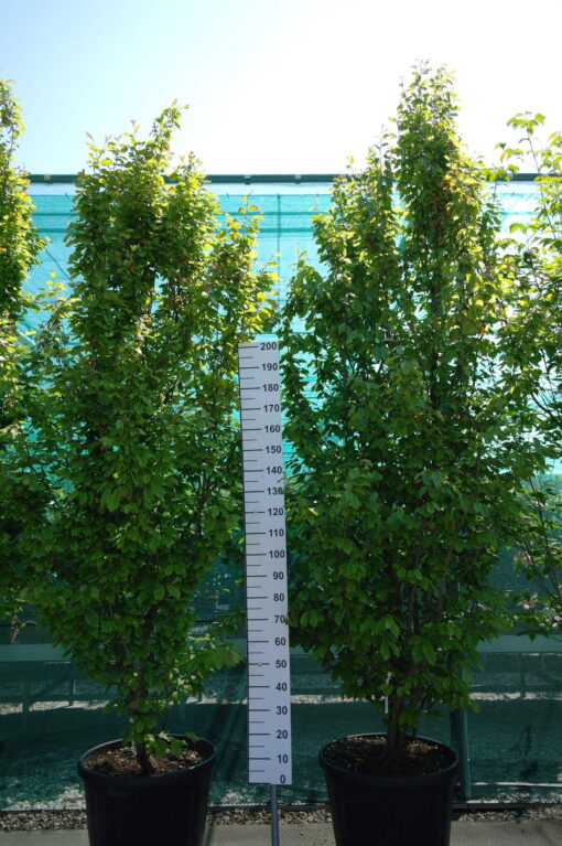 Parrotia Persica