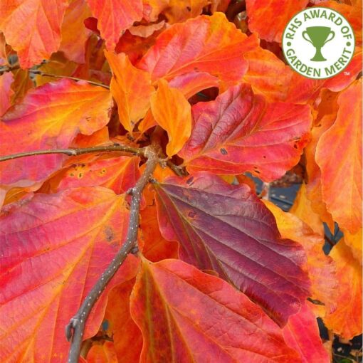 Parrotia Persica Bella - Afbeelding 2