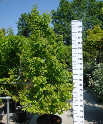 Parrotia Persica Bella