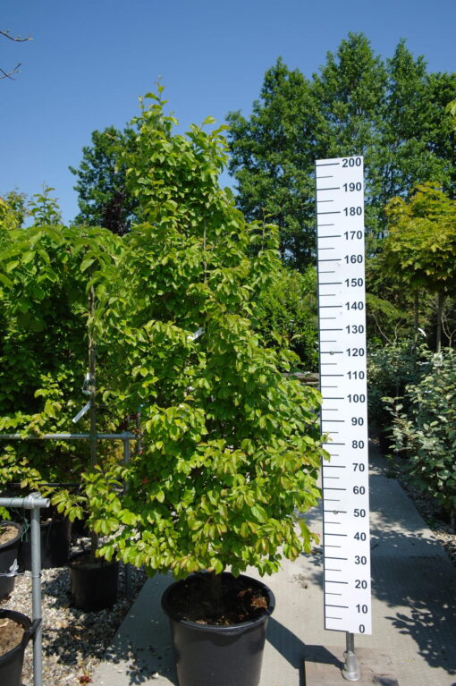 Parrotia Persica Bella