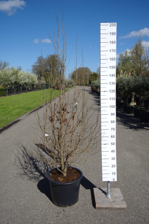 Parrotia Persica Bella - Afbeelding 3