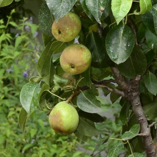 Pyrus communis nano 'Garden Pearl' - dwergpeer - Afbeelding 2