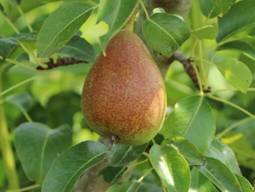 Pyrus communis nano 'Garden Gem' - dwergpeer - Afbeelding 2
