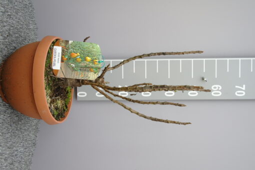 Pyrus communis nano 'Garden Pearl' - dwergpeer