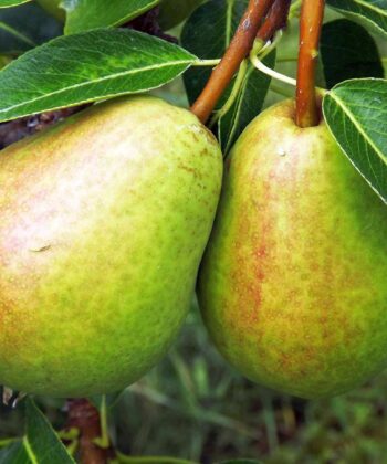 Zuilpeer 'Pillar Pear'