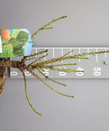 Prunus Persica nano 'Amber' - dwerg Perzik