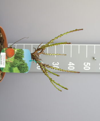 Prunus persica nano 'Snow Baby' - dwerg Nectarine