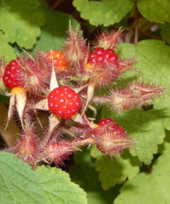 Rubus Phoenicolasius - Japanse wijnbes
