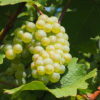 Vitis Vinifera 'Phoenix'
