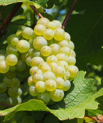 Vitis Vinifera 'Phoenix'