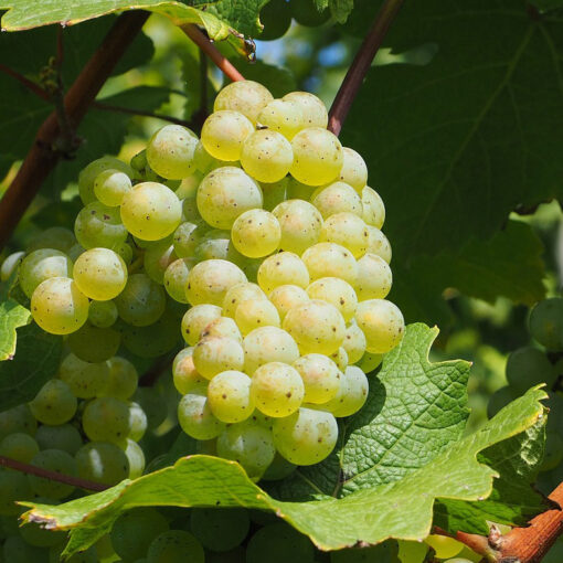 Vitis Vinifera 'Phoenix'