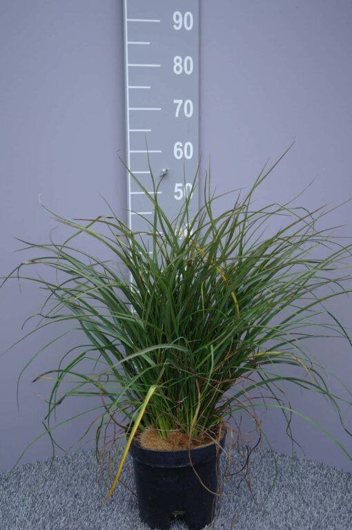 Phormium Tenax 'Surfer' - Nieuw-Zeelands Vlas