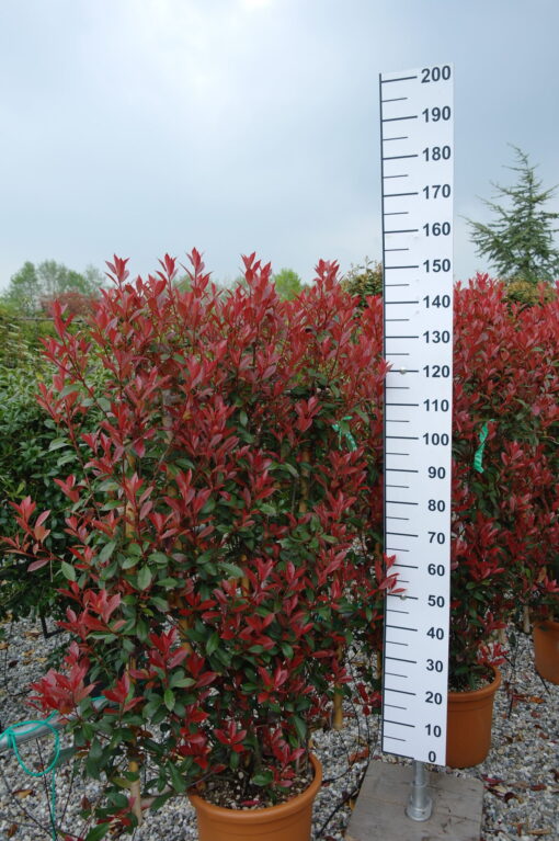 Photinia carre rouge Leirek