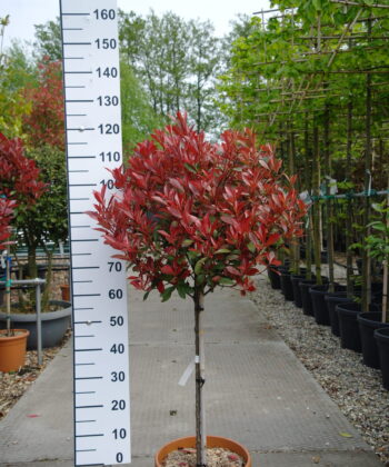 Photinia Carre Rouge op stam