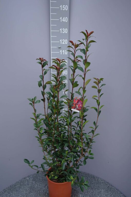 Photinia Carre Rouge