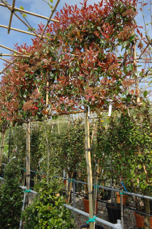 Photinia Red Robin Leirek