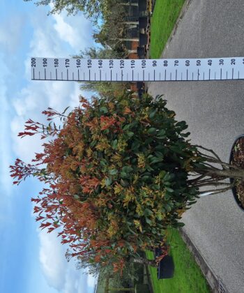 Photinia Red Robin multistam