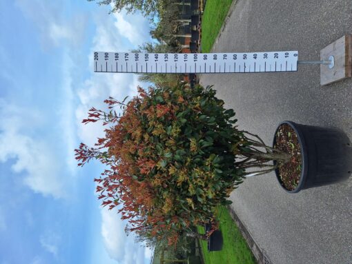 Photinia Red Robin multistam