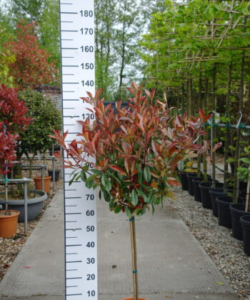 Photinia Red Robin op stam