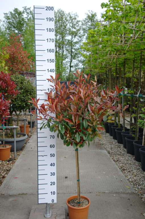 Photinia Red Robin op stam