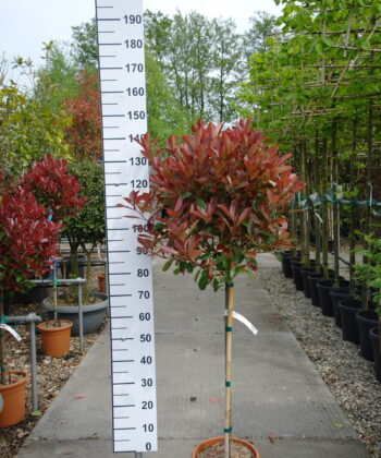 Photinia Red Robin op stam