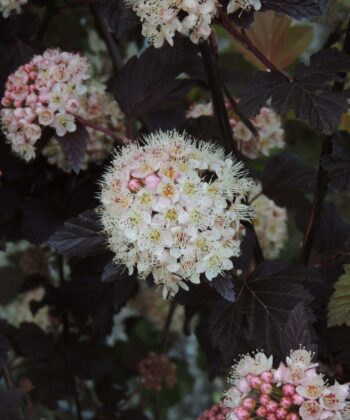 Physocarpus Op. Lady in Red