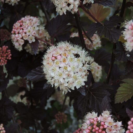 Physocarpus Op. Lady in Red