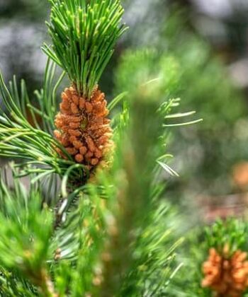 Pinus