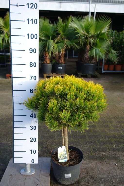 Pinus Mugo 'Golden Glow'