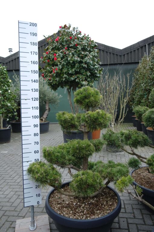 Pinus Mugo Mughus