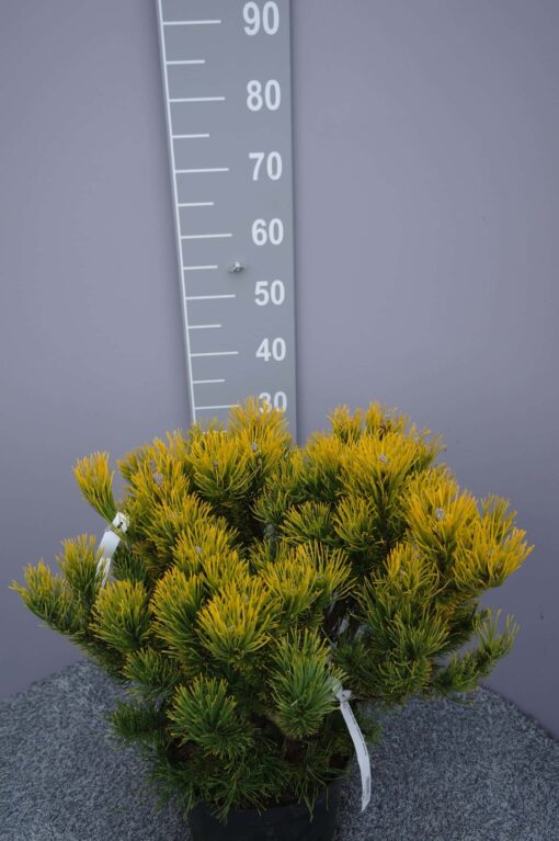 Pinus Mugo 'Carstens Wintergold' - Afbeelding 2