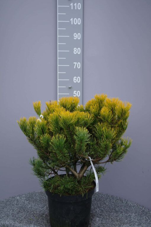 Pinus Mugo 'Carstens Wintergold'