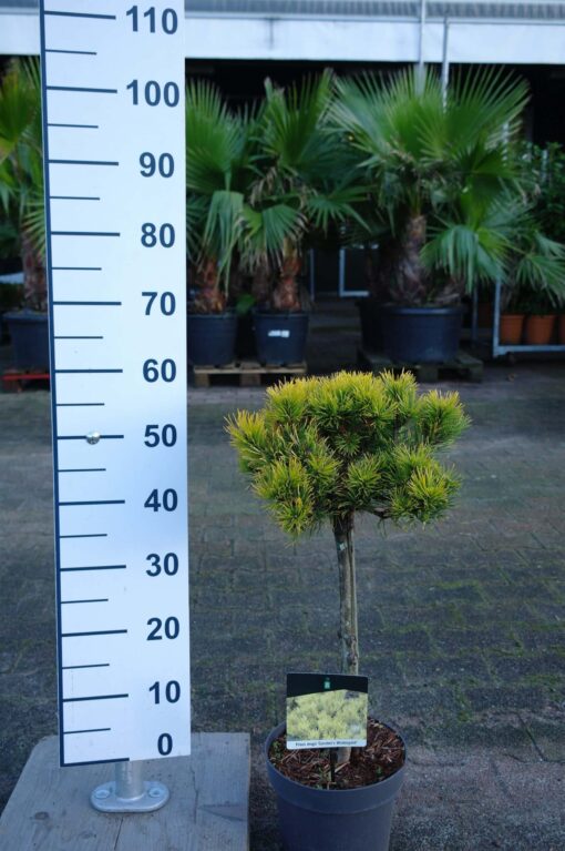 Pinus Mugo 'Carstens Wintergold' op stam