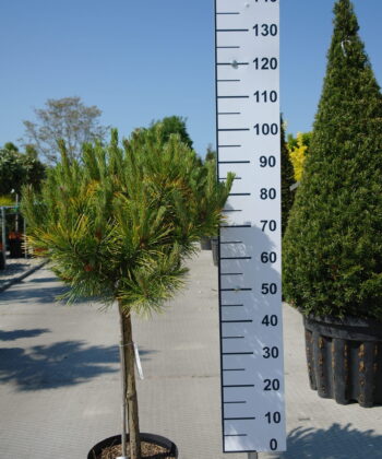 Pinus Mugo 'Golden Glow' - Bergden