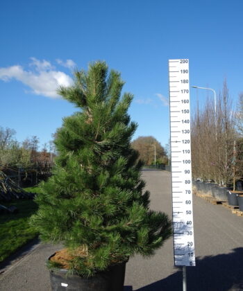 Pinus Nigra Nigra - Oostenrijkse Den