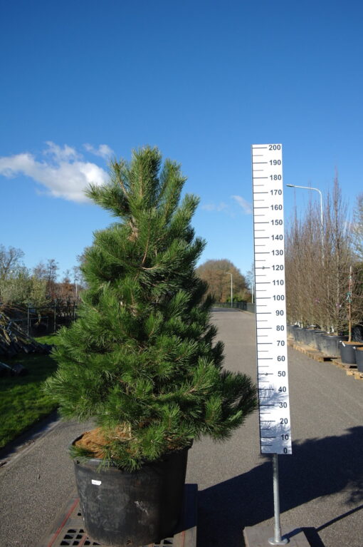 Pinus Nigra Nigra - Oostenrijkse Den