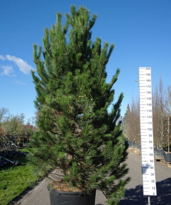 Pinus Nigra Nigra - Oostenrijkse Den