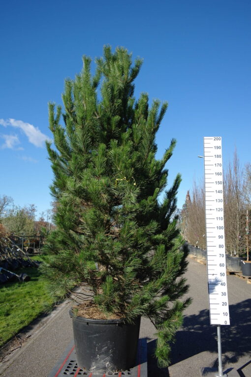 Pinus Nigra Nigra - Oostenrijkse Den