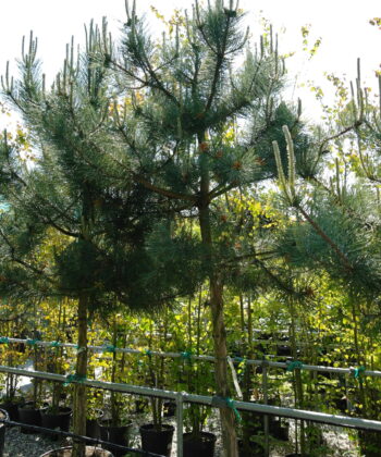 Pinus Nigra Nigra - Oostenrijkse Den