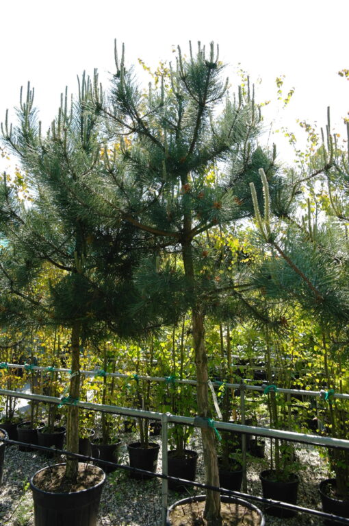 Pinus Nigra Nigra - Oostenrijkse Den