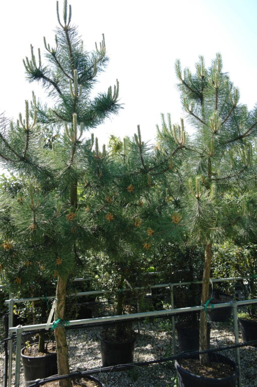 Pinus Nigra Nigra - Oostenrijkse Den - Afbeelding 3